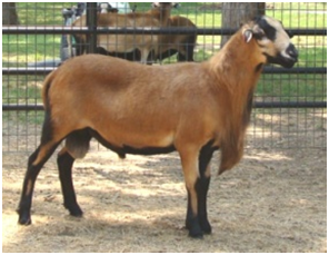 Barbados Blackbelly Ram Lone Star Sumo