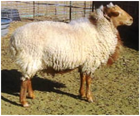 CA Red Sheep Ram Road Racer