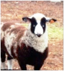 Sandys CVM Ram Dal Sandys CVM Ram Dal