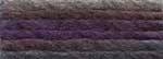 Purple Iris LL Purple Iris LL